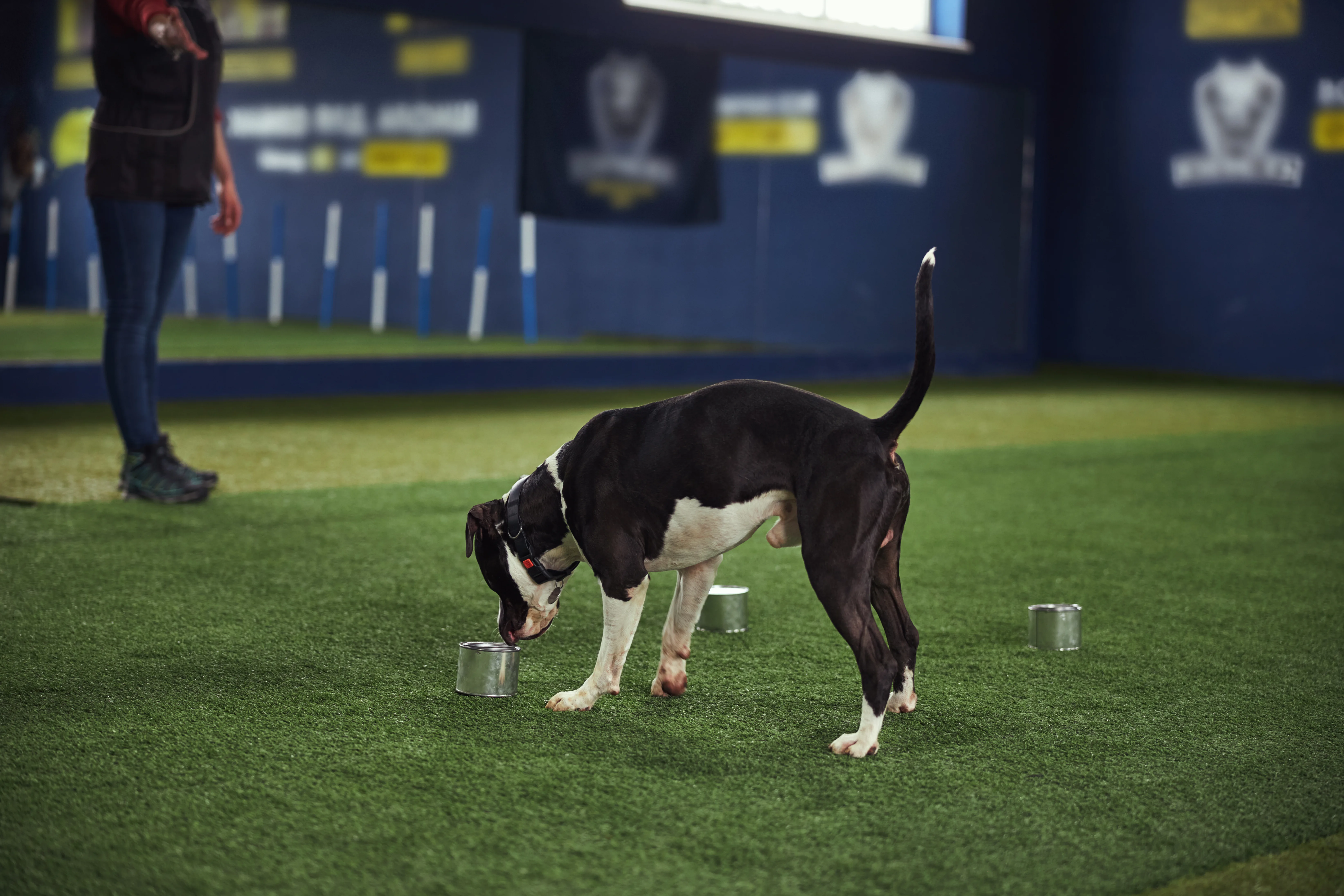 Dog Boarding at K9 Clubhouse