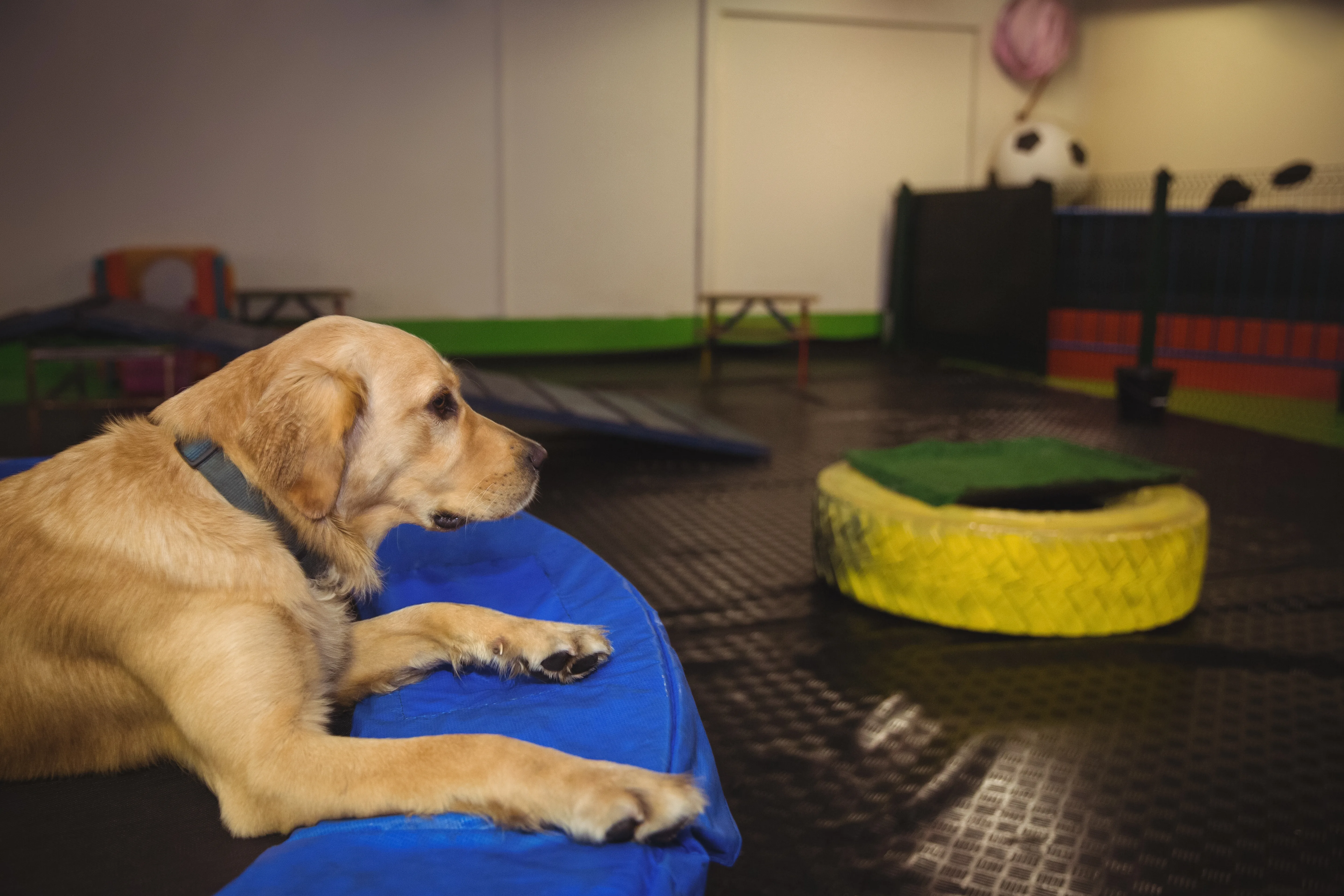 Dog Daycare at K9 Clubhouse