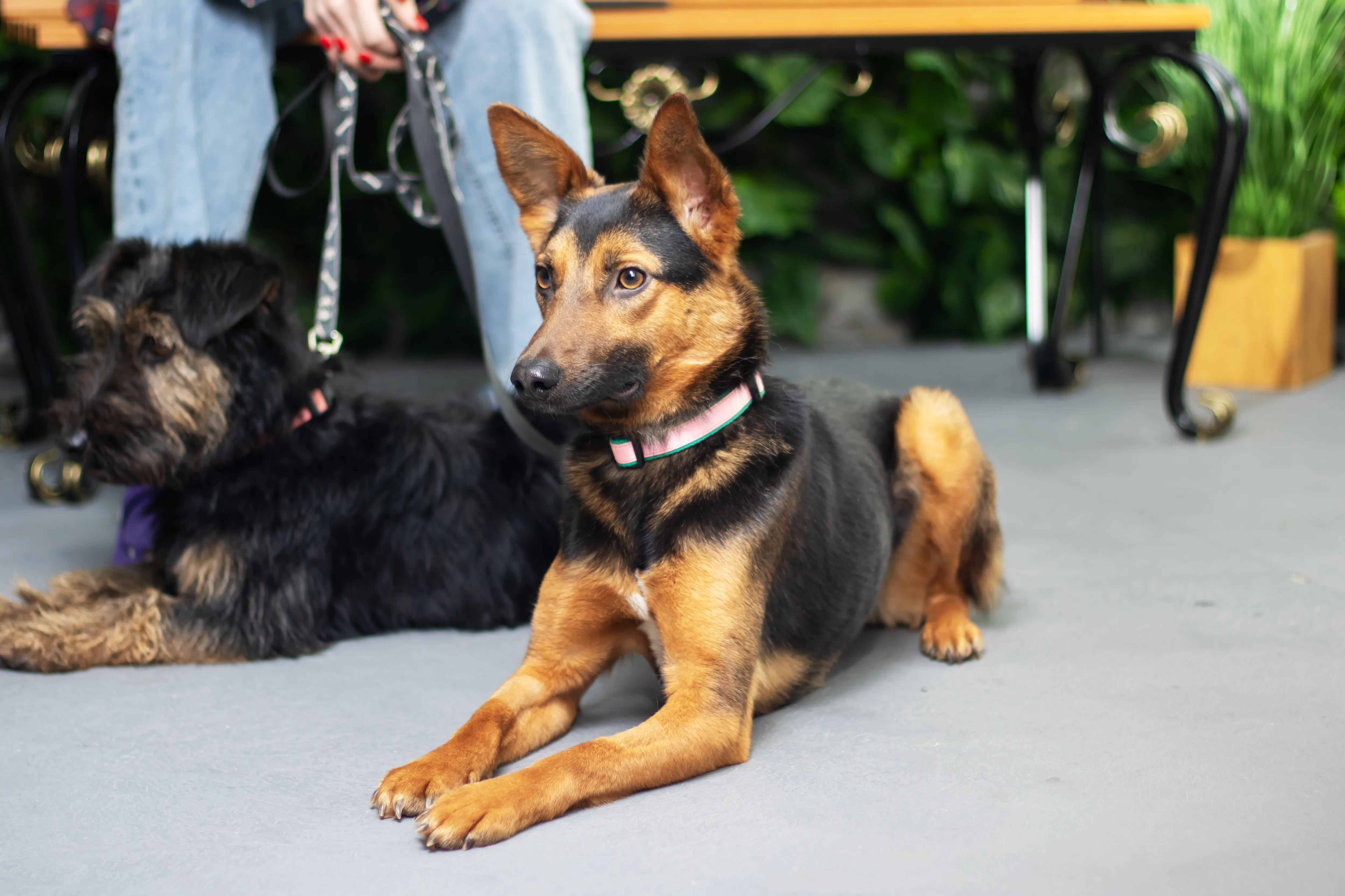 Dog Daycare at K9 Clubhouse
