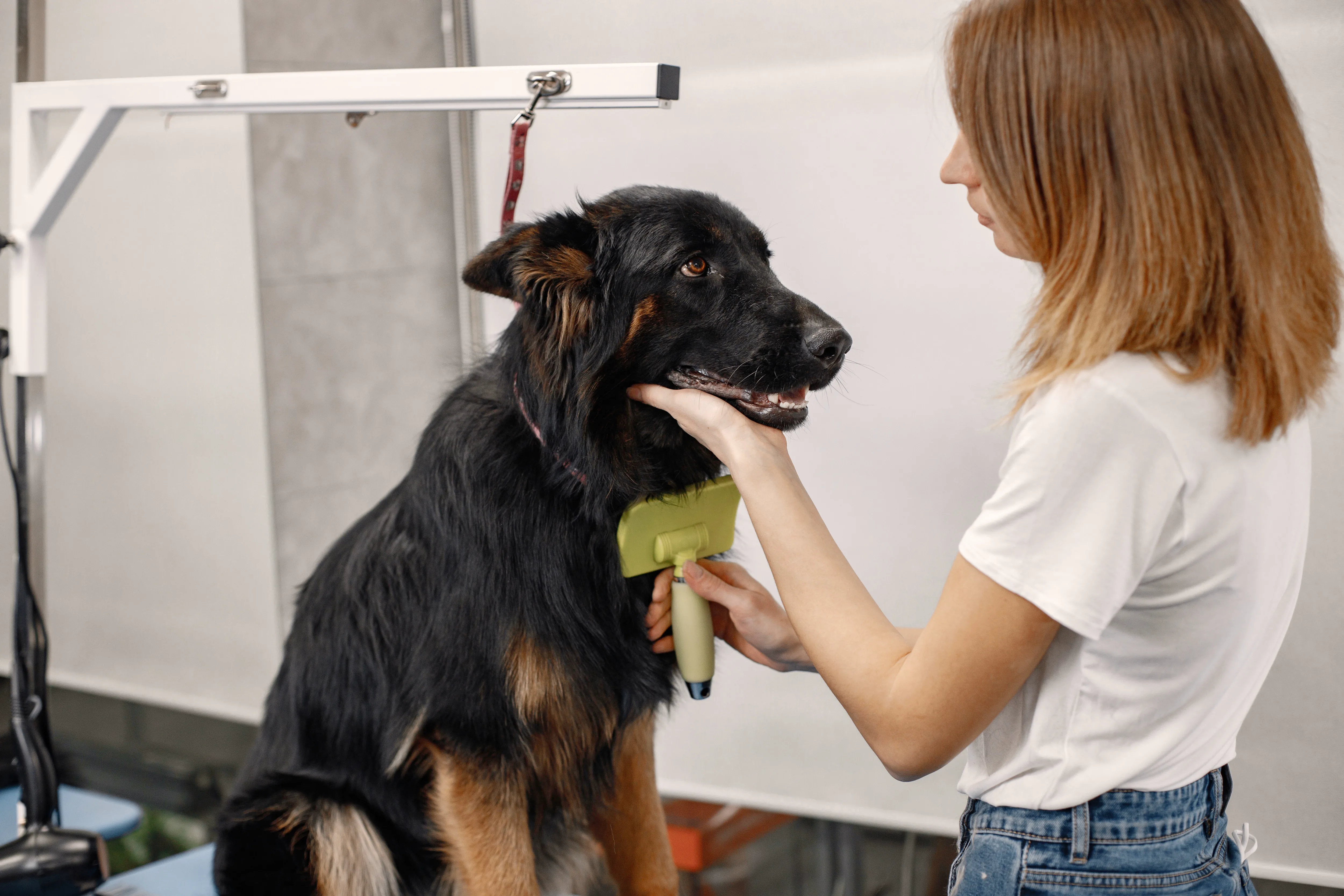 Dog Grooming at K9 Clubhouse