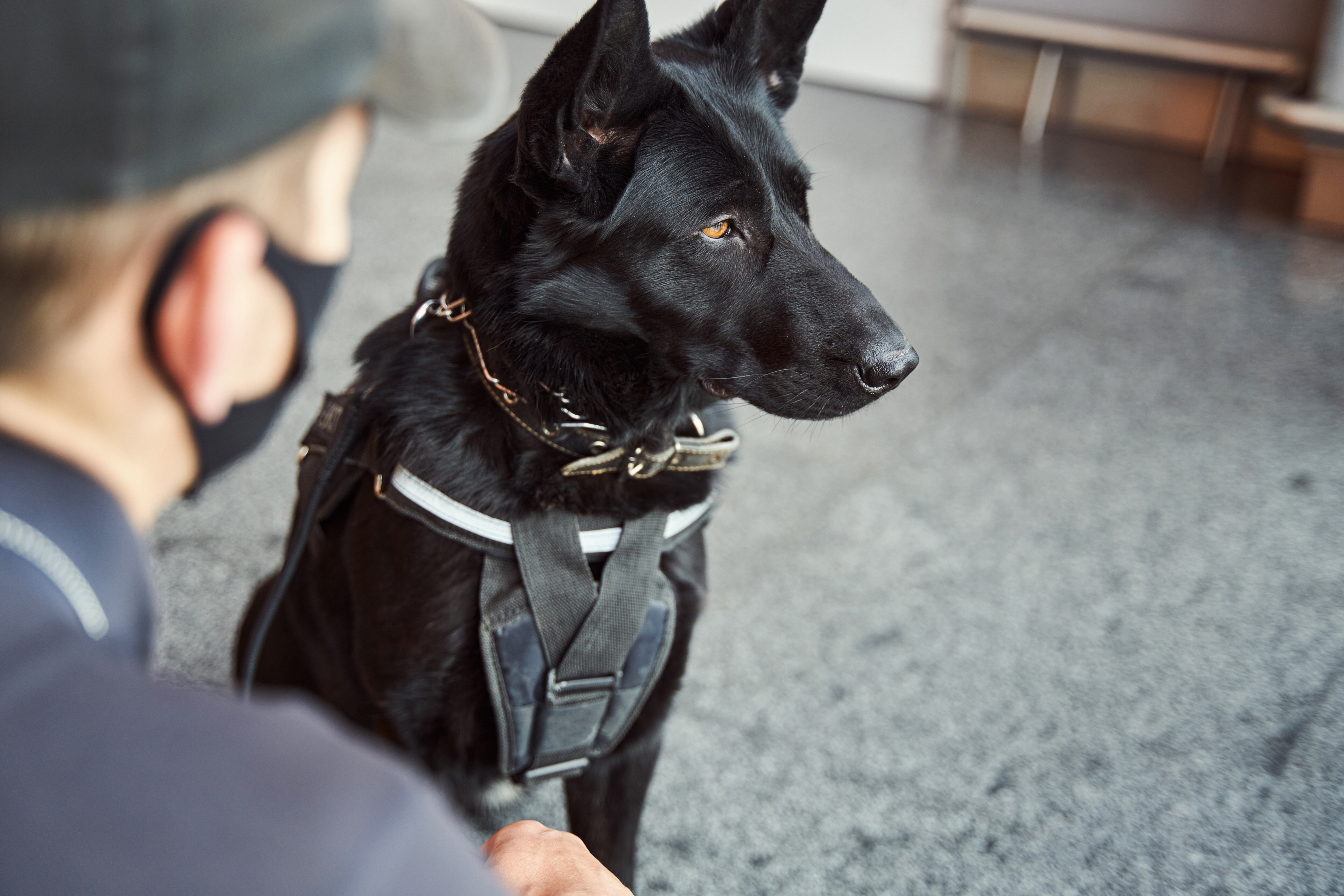 Dog Training at K9 Clubhouse